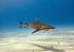 Tiger Sharks at Tiger Beach always have an eye on us as w... by Steven Anderson 